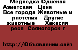 Медведка Сушеная Азиатская › Цена ­ 1 400 - Все города Животные и растения » Другие животные   . Хакасия респ.,Саяногорск г.